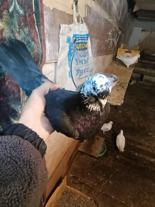 Голубь самецож .