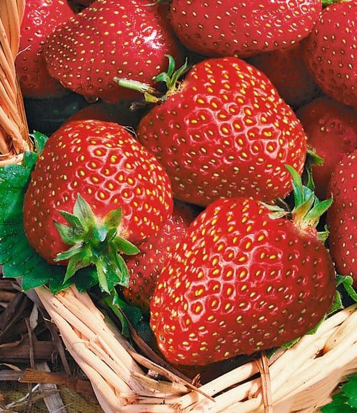Продавам ягоди и малини