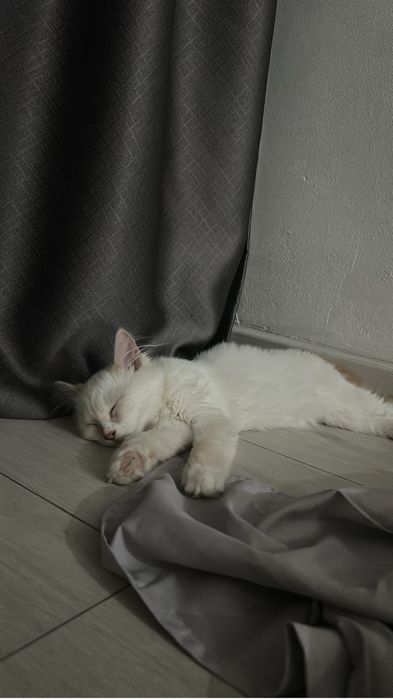 Маленький котенок даром!