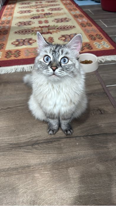 Отдам Кошку в хорошие руки .