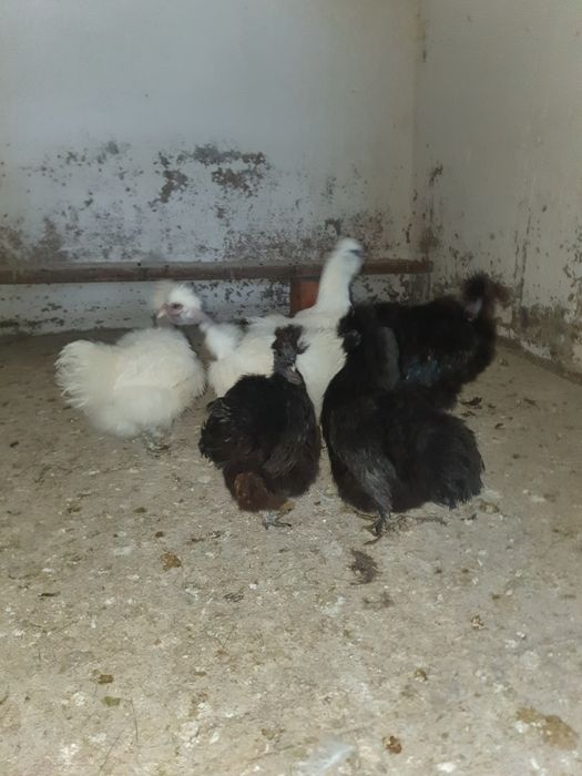 Vand matase japoneza.