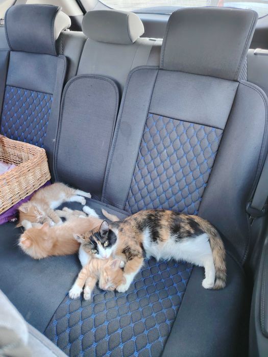 Отдам котят в добрые руки