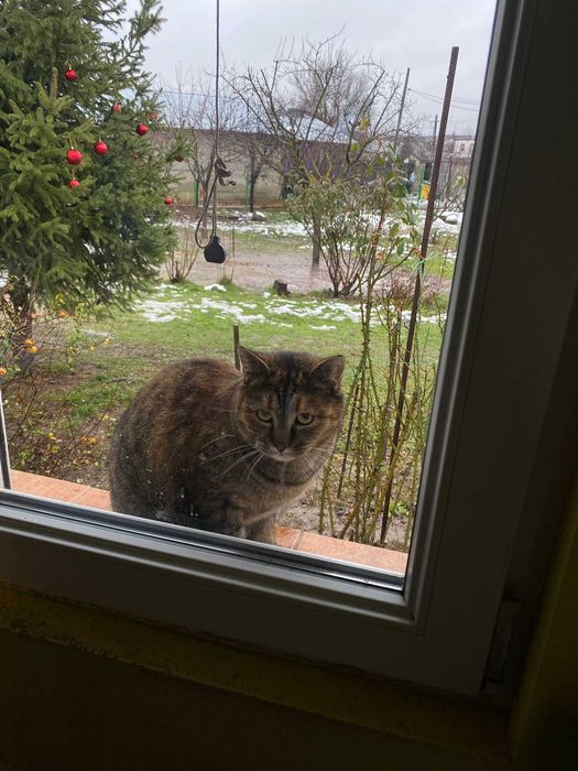 Donez două pisici adulte 3 ani