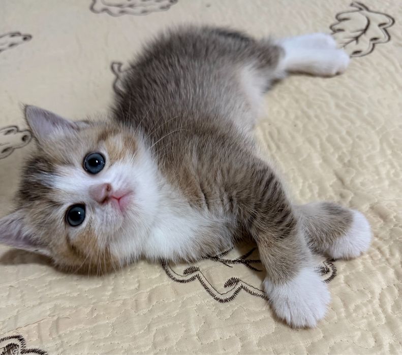 Puiuti British Shorthair si Scottish Fold