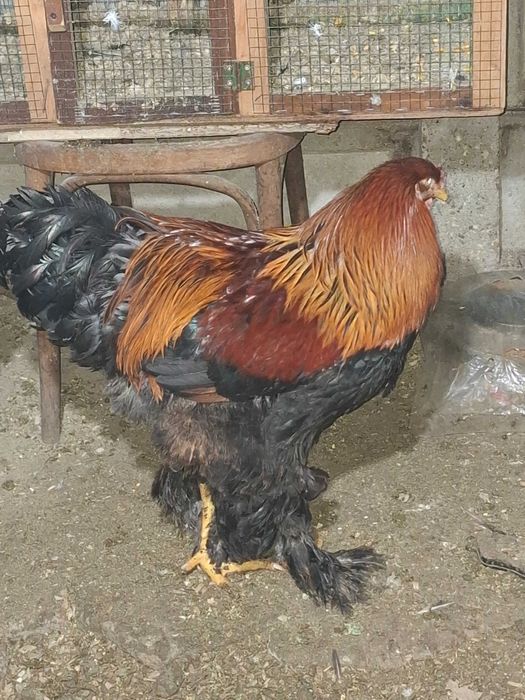 Cocosi brahma potarnichiu!