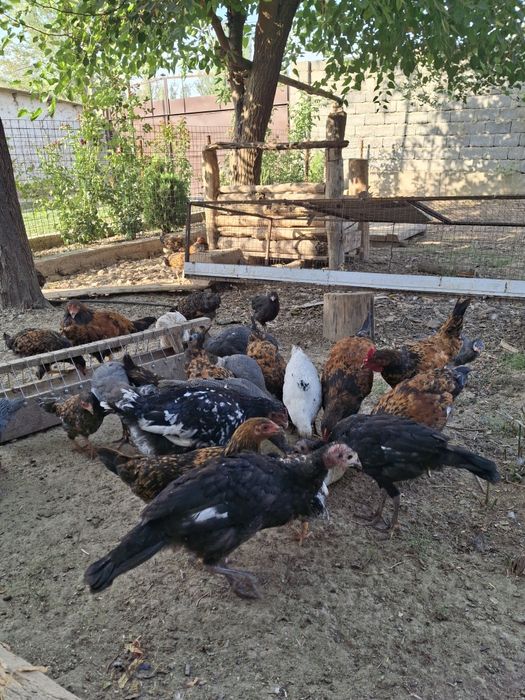 Балапандар саттылады
