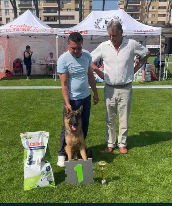 Vând mascul ciobanesc german