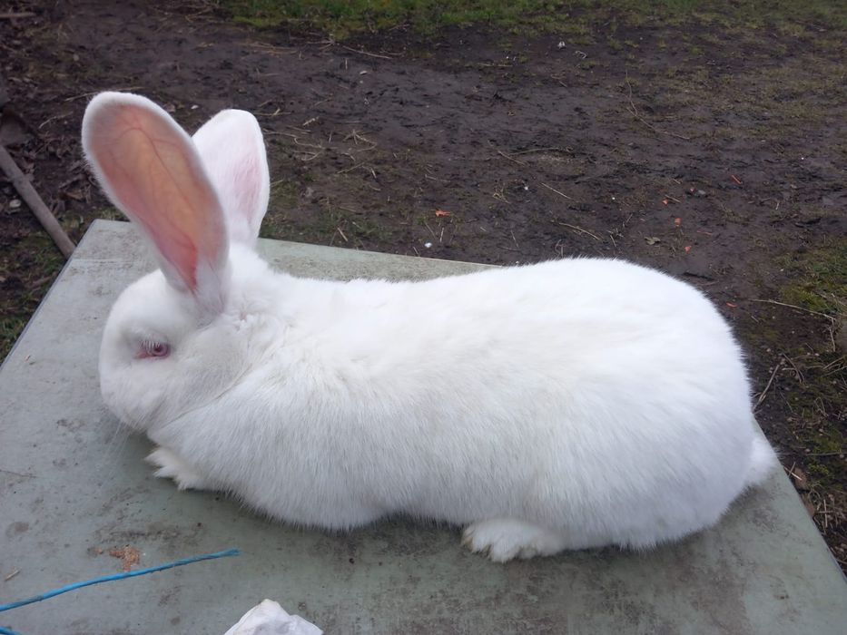 Iepuroaica urias german