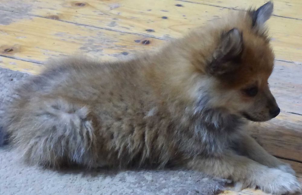 Vind pui Pomeranian