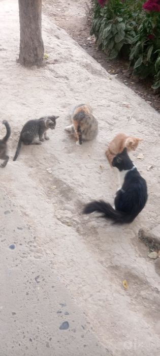 Mushukchalar bor qiz o'g'il aralash uyda boqilgan
