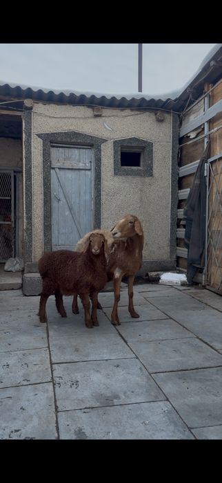 Арашан Гиссар козылы койлар