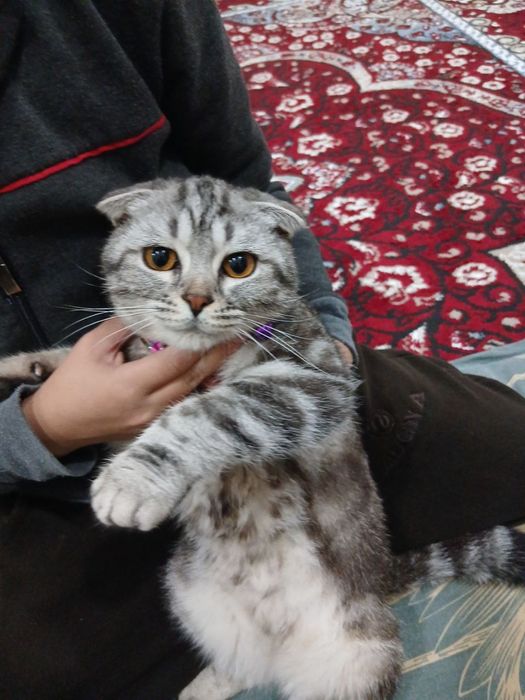 Продаётся 8-месячный котенок, породы скоттиш фолд