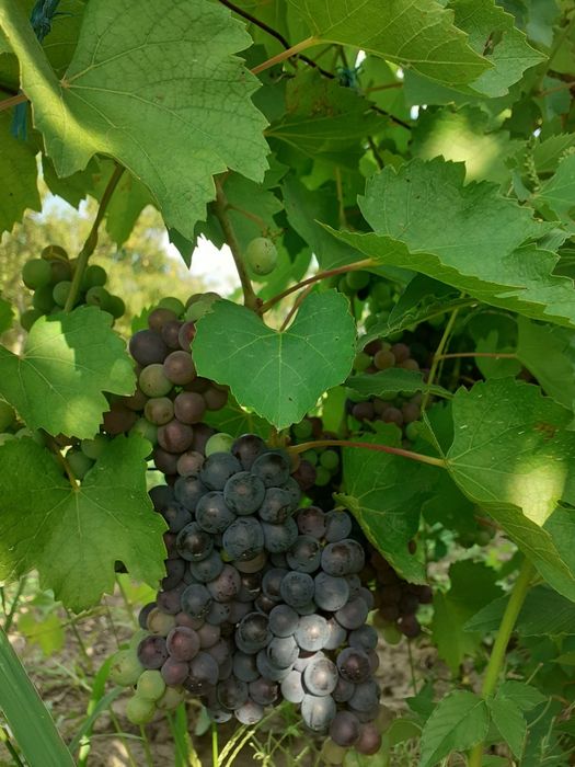 Oportunitate investitie! Teren intravilan Ghercesti