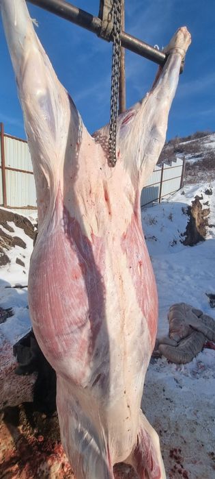 Продам жеребят жирные