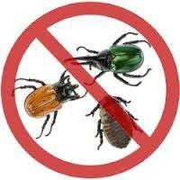 Dezinfeksiya xizmati klopa va trakanlarga qarshi.