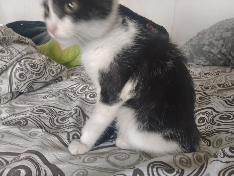 Найденыш! Котенок