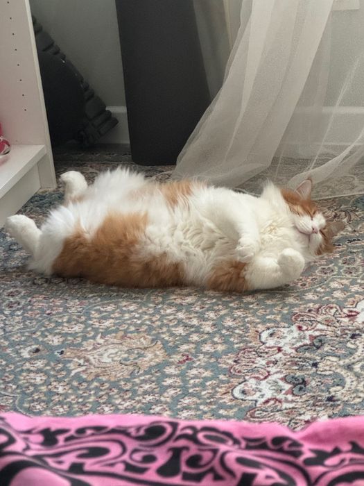 Отдам кота в добрый руки