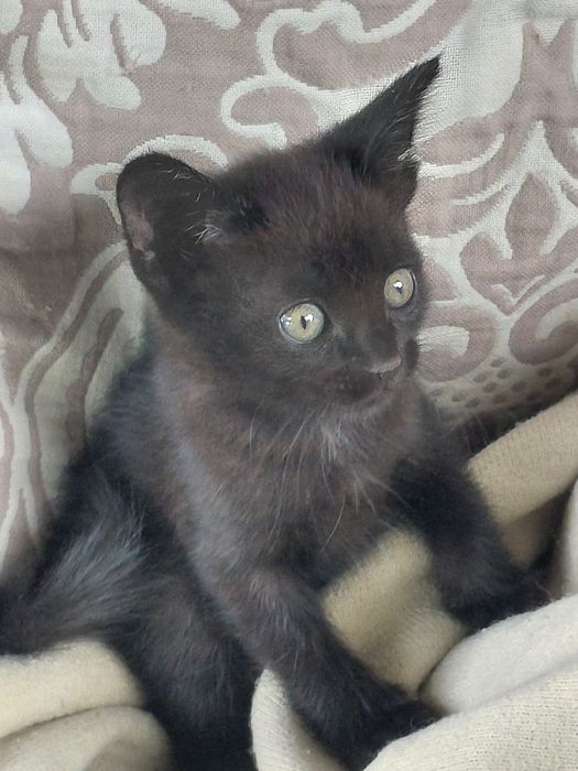 Котята бесплатно