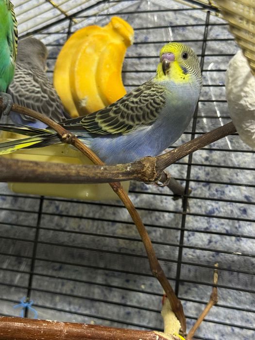 Попугай  волнистый