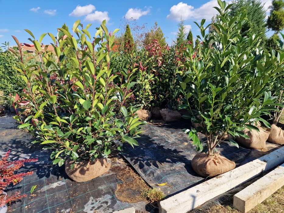 Laur Englezesc Prunus Laurocerasus 120 cm Photinia