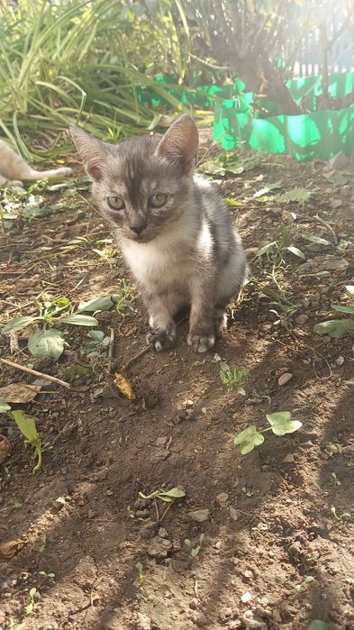 Отдам котёнка мальчик в добрые руки