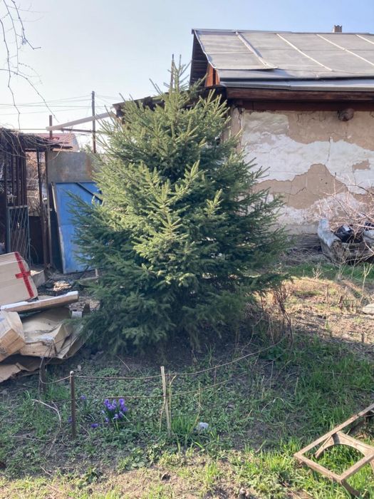 Ель зеленая пышная