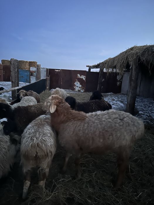 Продам кошкар арашан