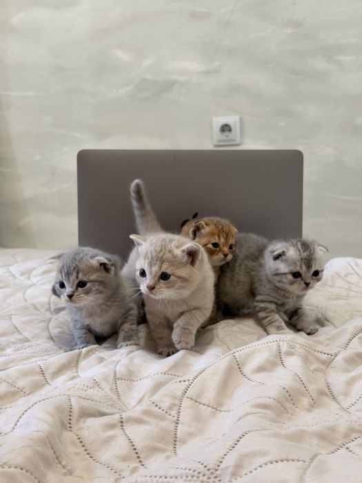 Продаю шотландских котят