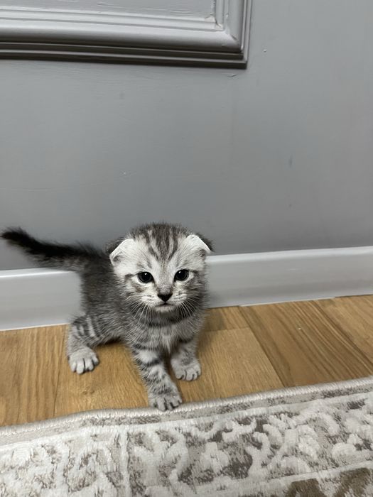 Шотландский вислоухий котенок!