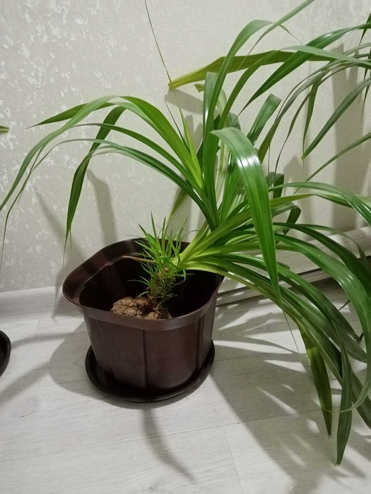 Продаю большие ростки.