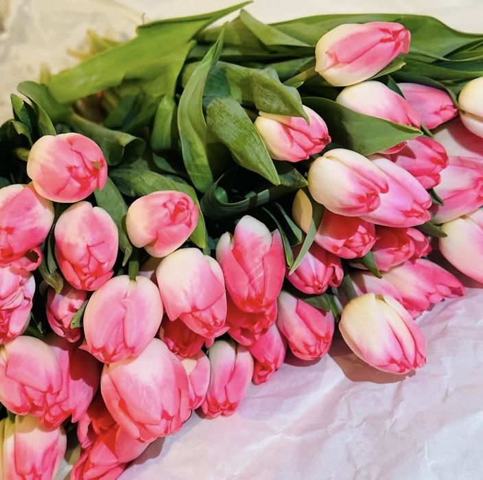 Принмаю пред заказы на тюльпаны