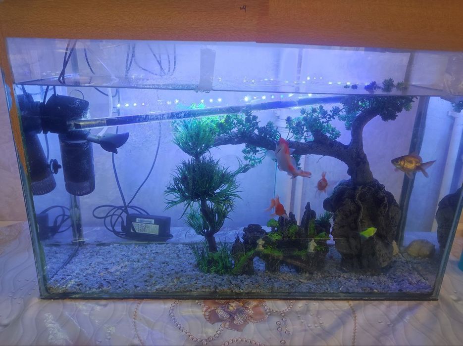 Srochno sotiladi Akvarium baliq va qogan narsalari