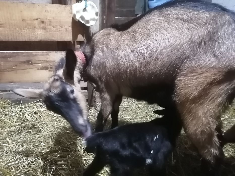 Capre alpine franceze