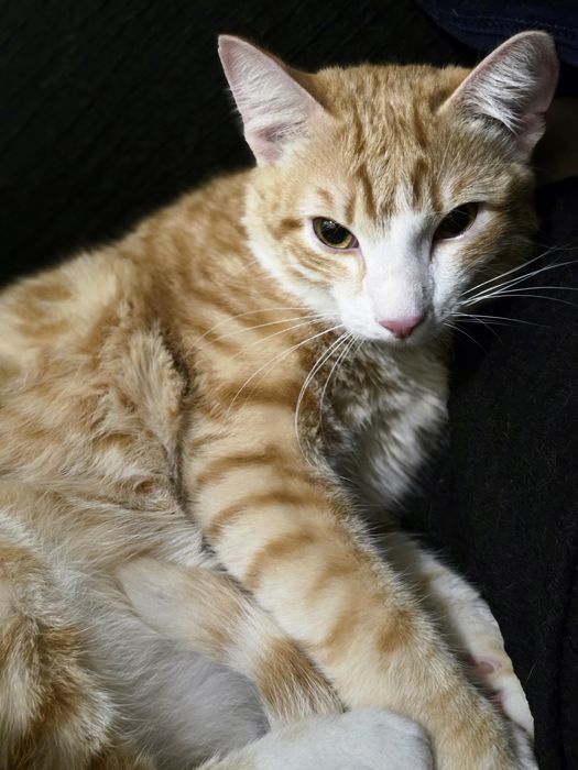 Отдам добрые руки кота