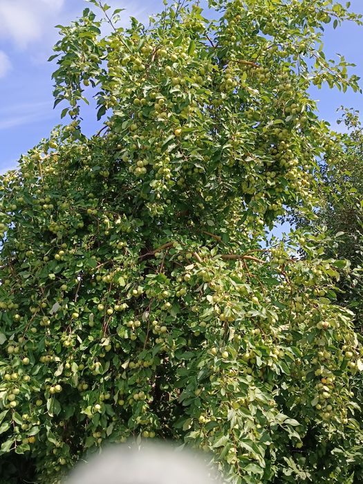 Дача, район Новопавловки