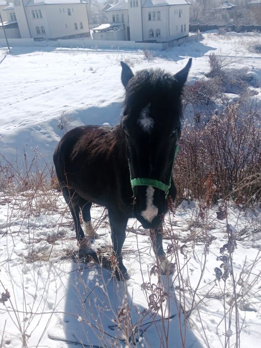 Лошадь Айгыр 3 года будет