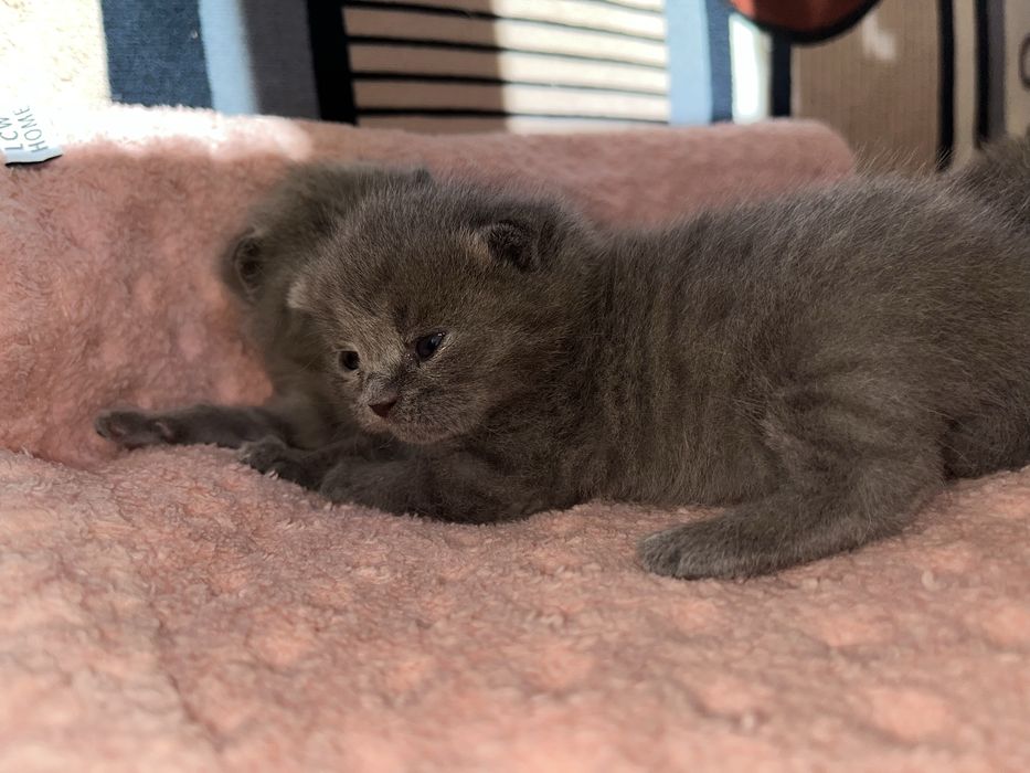 Открыта бронь на котят (британцев)