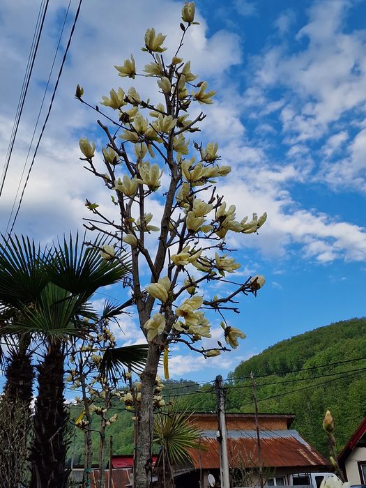 Magnolia galbena copac  ( yellow )