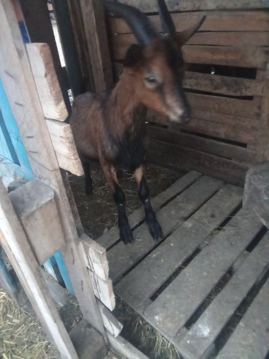 Vând tapisori de patru luni
