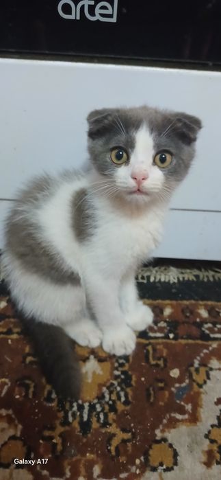 Продам вислоухих котят мальчики