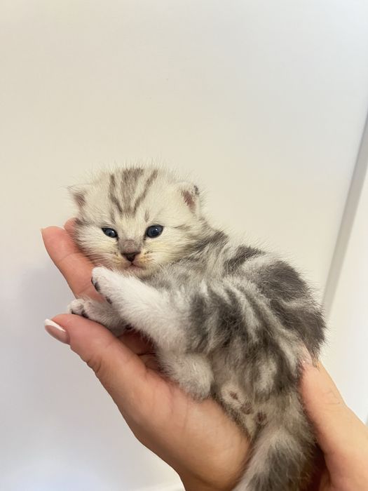 Продам котят шотландцев