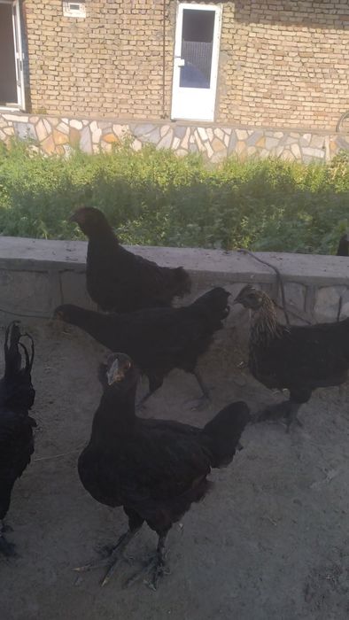 Qora tovuqlar sotiladi