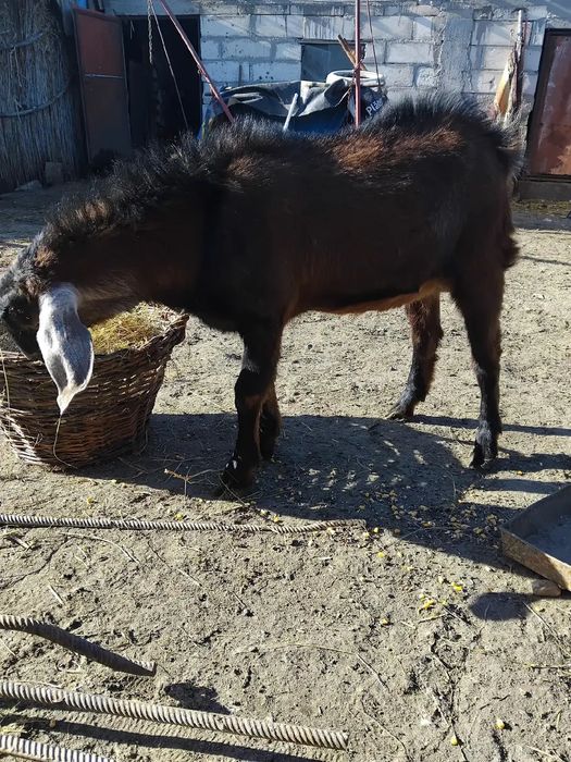 Țap anglonubian de vânzare