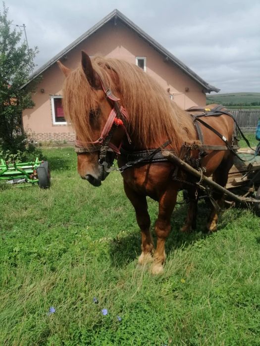 Armasar de vanzre