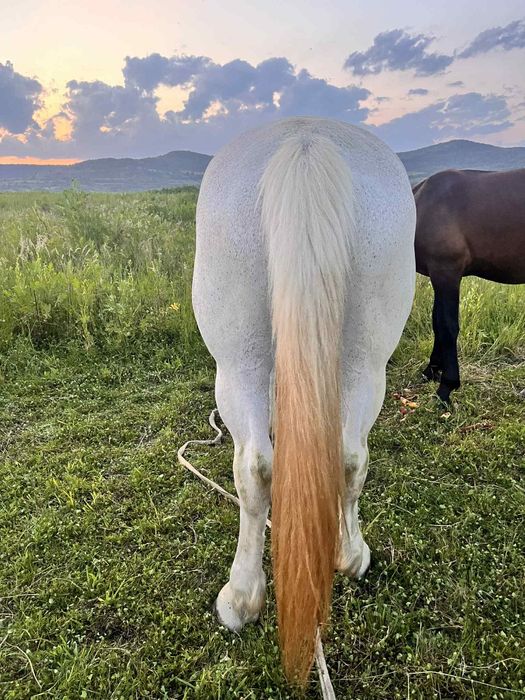 De vânzare iapa de 11 ani Bună de ham