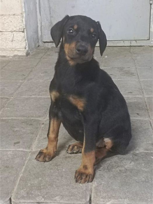 Продам щенка доберман девочка
