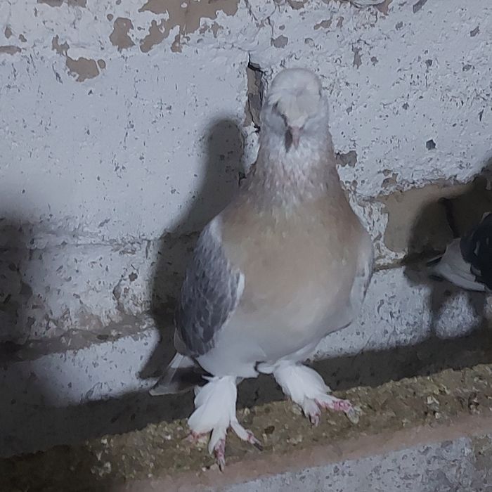 Такла насачуби самец лет с игрой