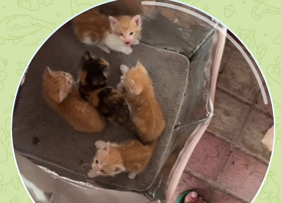 Котята с мамой кошкой в добрые руки