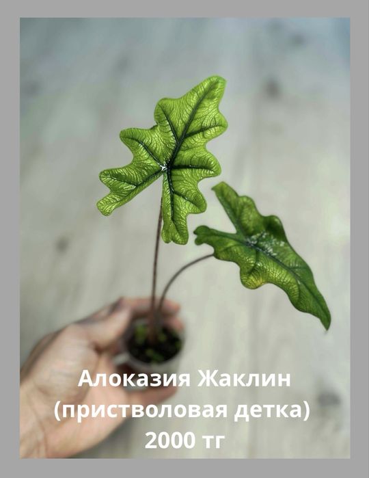 Детки Алоказий (разные)