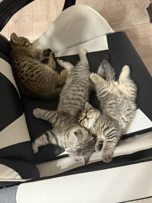 Шотландские котята